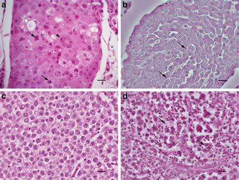 Histological Appearance Of Canine Seminoma Observed In The Present