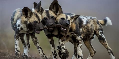 African Wild Dog: A Guide ️To Painted Dogs O️f Africa ️