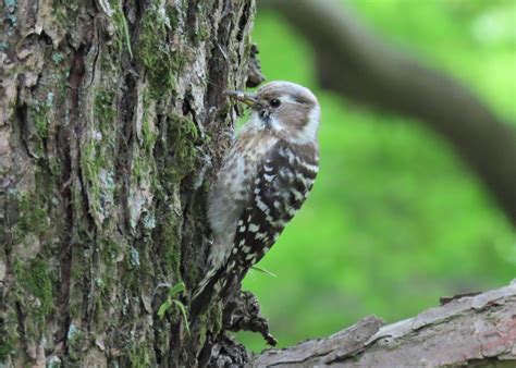 Japanese Pygmy Woodpecker Whohenstein Flickr