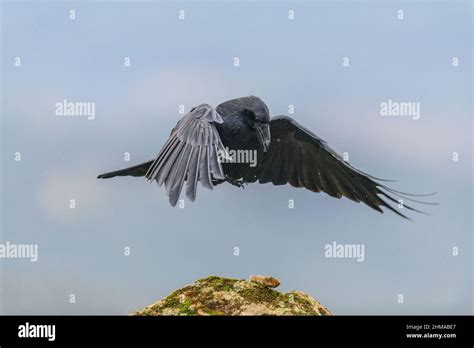 Crow landing hi-res stock photography and images - Alamy