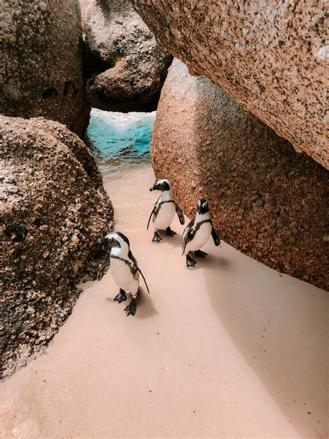 Boulders Beach Zuid Afrika zwemmen met pinguïns een unieke ervaring