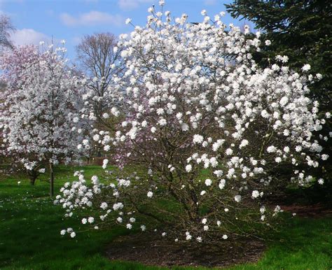 Magnolia × Loebneri Trees And Shrubs Online