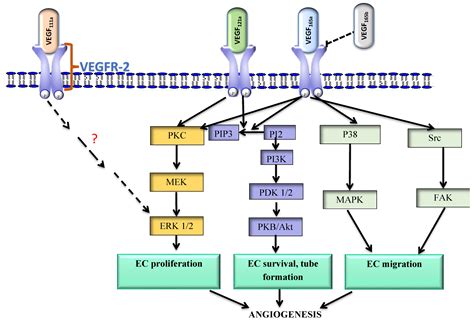 Ijms Free Full Text The Vegfvegfr Axis Revisited Implications For Cancer Therapy