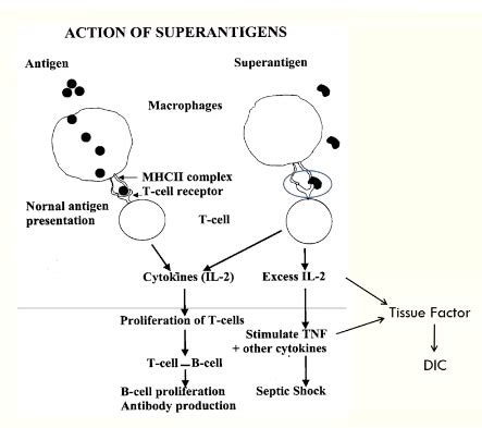 Microbiology Of Pathogenic Factors Flashcards Quizlet