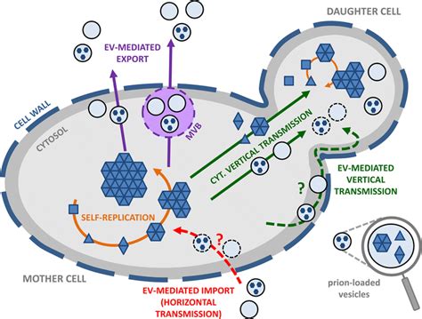 Potential Roles For Extracellular Vesicles In Vertical And Horizontal