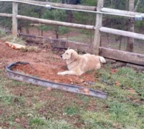 Un chien en deuil pleure la perte de ses amis les animaux en restant à