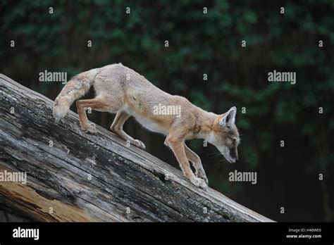 Corsac fox, Vulpes corsac Stock Photo - Alamy