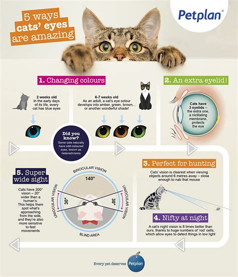 Cat eye problems: an owner’s guide | Petplan