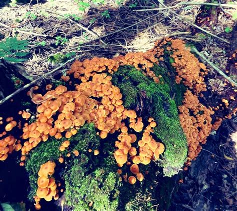 The Hidden Kingdom Of Fungi An Autumn Mushroom Walk With Keith