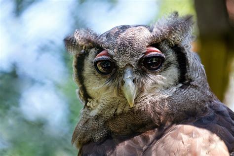 K Closeup Owls Birds Head Glance Beak Hd Wallpaper Rare Gallery