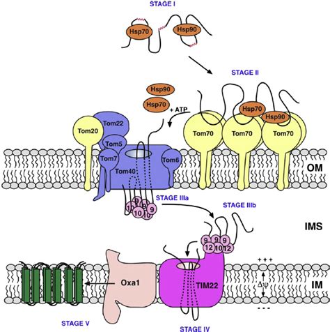 Different Stages Characterizing The Import Of The Newly Synthesized