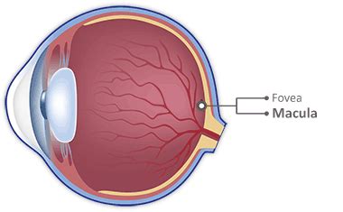 How Your Eyes Work: An Interactive Tour Of The Human Eye | Lenstore.co.uk
