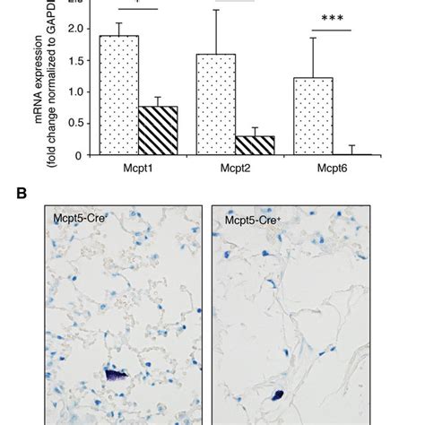 Lungs From Mcpt 5 Cre Mice Retain Expression Of Mucosal Type Mast