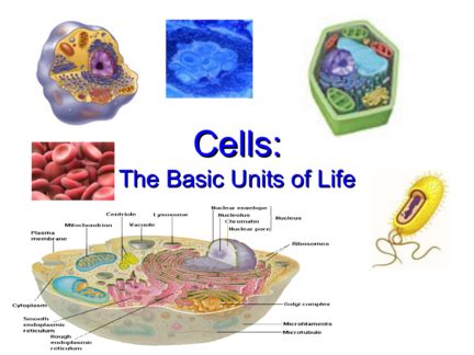 Cells The Basic Unit Of Life Functions And Mechanism