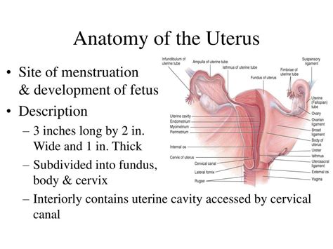 Ppt The Reproductive System Powerpoint Presentation Free Download Id814402