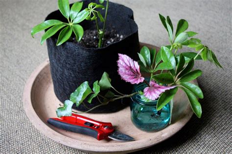 How To Take Cuttings Of Your Favorite Houseplants Propagating Plants Smart Pot