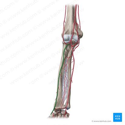 Radial Artery Anatomy And Clinical Notes Kenhub