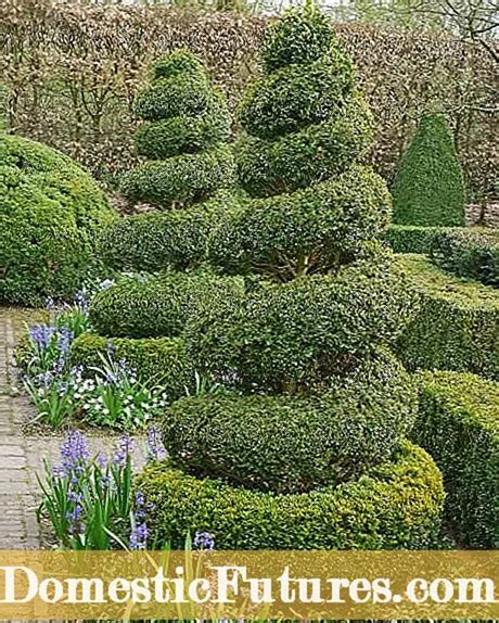 Trimming Boxwood Tips For Topiary Pruning Garden 2024