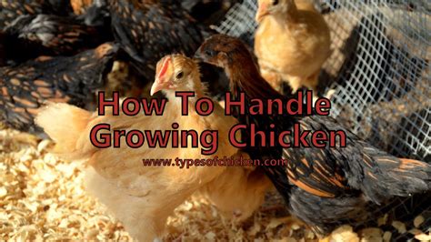 From Brooder To Coop How To Handle A Growing Chicken — Types Of Chicken