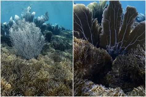 Grav Simo Biodiversidad Del Parque Nacional Mochima Bajo La Amenaza