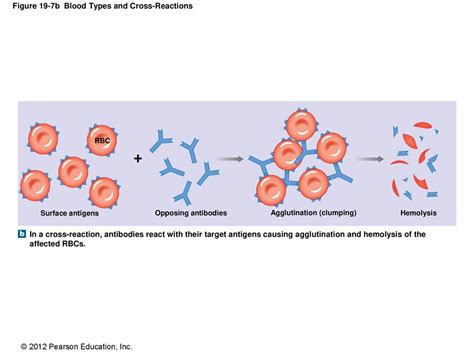 19 Blood Ppt Download