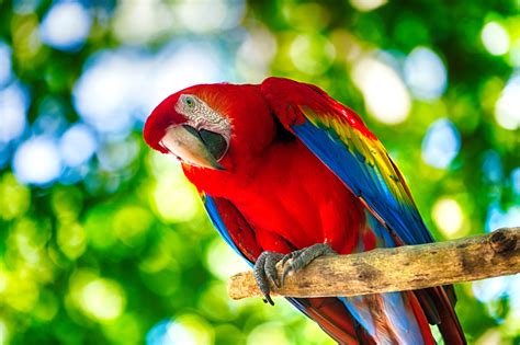 Tropical Kissimmee Valley Feed