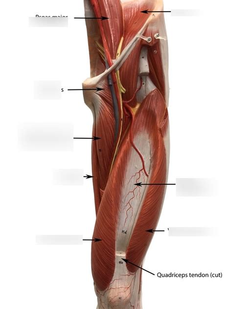 Thigh Anterior Deep Diagram Quizlet