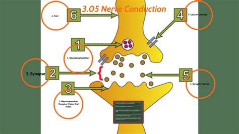 03.05 Nerve Conduction by Filoude Jean-Louis on Prezi