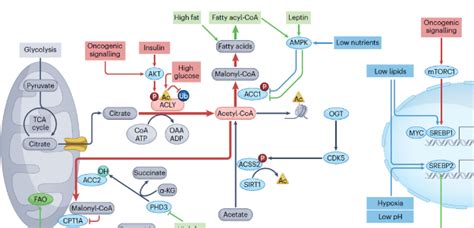 Acetyl Coa Metabolism