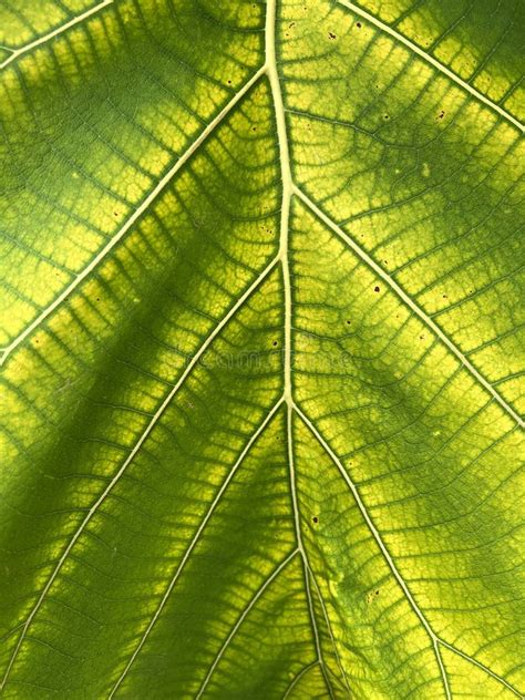 Fondo De Textura De Hoja De Teca Verde Foto De Archivo Imagen De