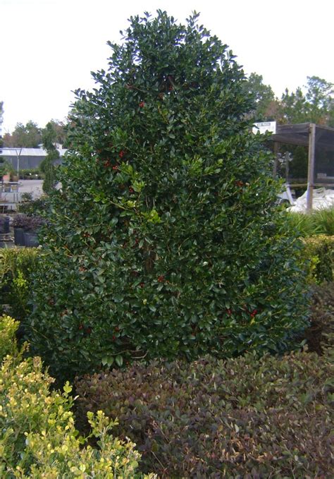 Buy Nellie Stevens Holly Trees, For Sale in Orlando, Kissimmee