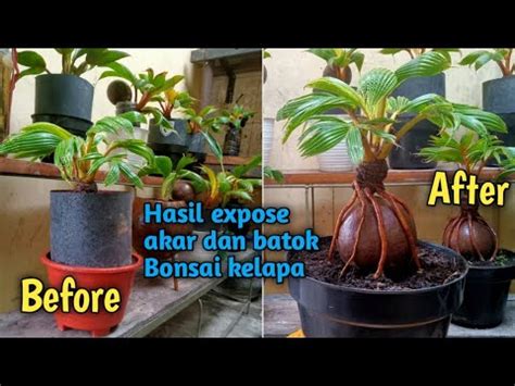 Hasil Expose Akar Dan Batok Bonsai Kelapa Bonsaikelapa Youtube