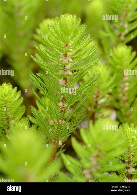 Parrot's-feather, Myriophyllum aquaticum Stock Photo - Alamy