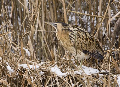 Gut getarnt Forum für Naturfotografen