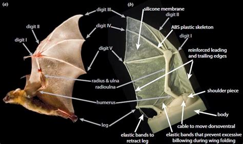 Bat Robot Bat Robot Design Multi Articulated Wing And Membrane