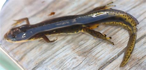 Eastern Newt The Backyard Arthropod Project