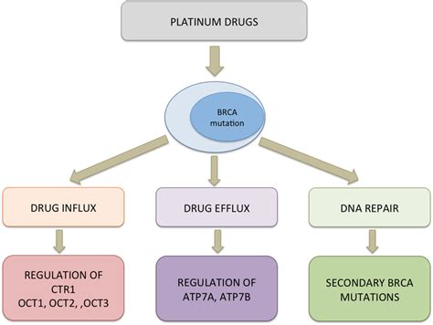 Probable Mechanism Of Resistance To Platinum Drugs In BRCA Mutated