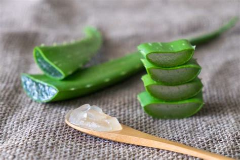 Aloe Come Utilizzare Il Gel Di Aloe Vera