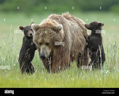 Hallo Bay Alaska The Moment An Adorable Six Month Old Grizzly Bear