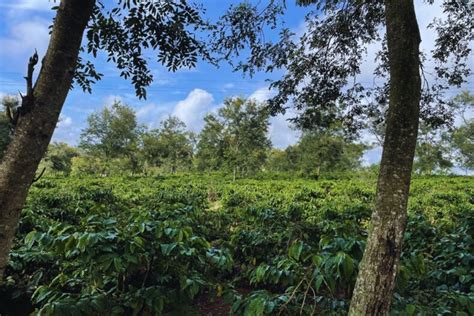 Drones In Coffee Farming Helena Coffee S Innovative Technology