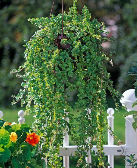 12 Best Herbs For Hanging Baskets Top Hanging Herbs