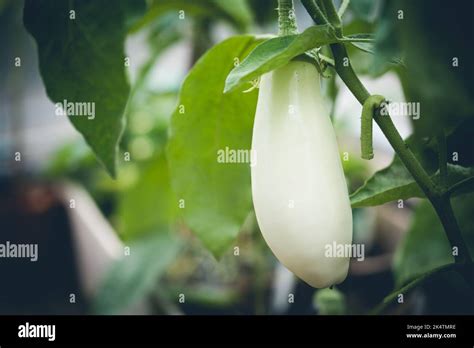 Close Up Eggplant Plant Stock Photo Alamy