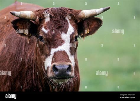 Domestic Cattles Bos Primigenius Taurus The Gestation Period Is