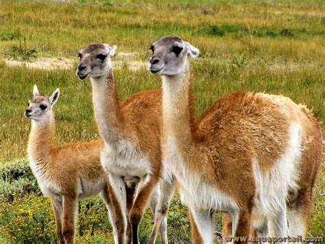 Lama Guanicoe Le Guanaco