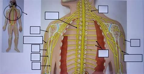 Aandp Spinal Nerves And Plexus Diagram Quizlet