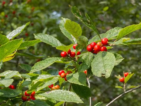 Maryland Native Plants Great American Landscapes