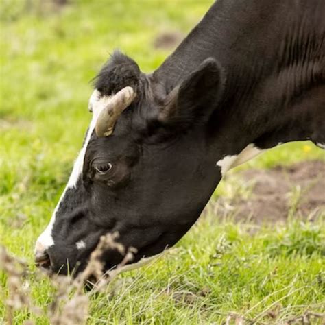 Top Tips To Prevent Mastitis In Cows Pecus Healthcare