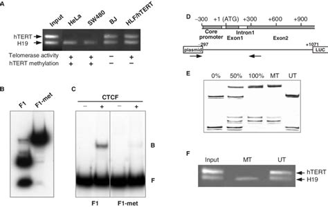 Methylation Sensitive Binding Of CTCF To The First Exon Of HTERT A