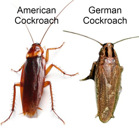 American vs German Cockroach | Dixie Exterminators, Inc.