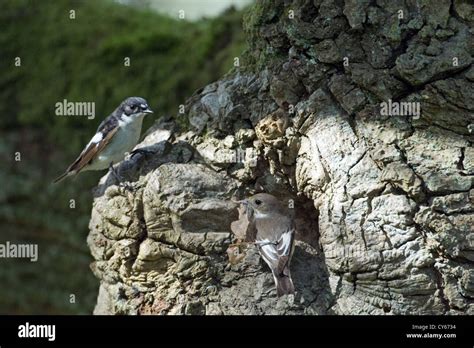 Pied Flycatcher Nest Hi Res Stock Photography And Images Alamy